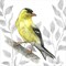 Backyard Birds III-Goldfinch I by Kelsey Wilson 12" x 12" Canvas Wall Art
